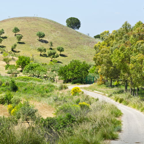 Preview: Hill In Sicily With Olive Trees