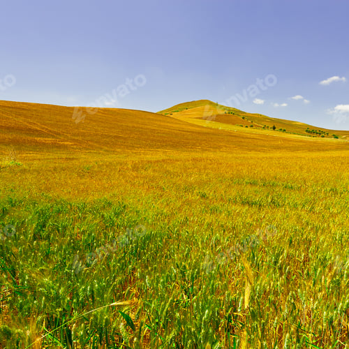 Preview: Wheat Fields On The Hills Of Sicily