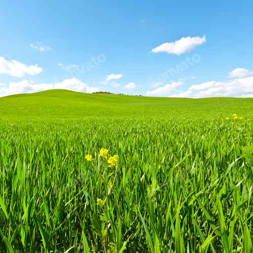 Preview: Green Sloping Meadows Of Tuscany