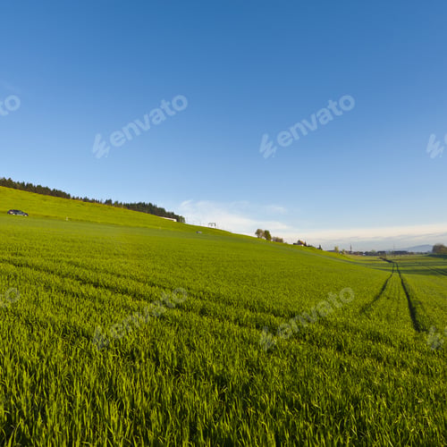 Preview: Swiss Landscape With Forests And Meadow On The Background Of Snow-Capped Alps In Early Morning