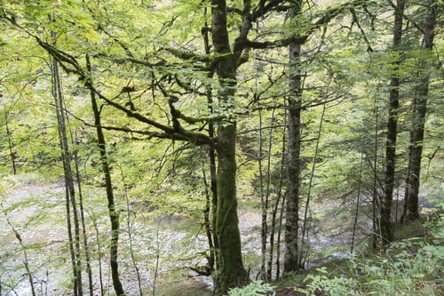 Preview: Autumn Forest Selva De Irati Fall Beech Jungle In Navarre Pyrenees Of Spain