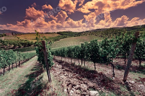 Preview: Hill Of Tuscany With Vineyard In The Chianti Region At Sunset, Vintage Style Toned Picture