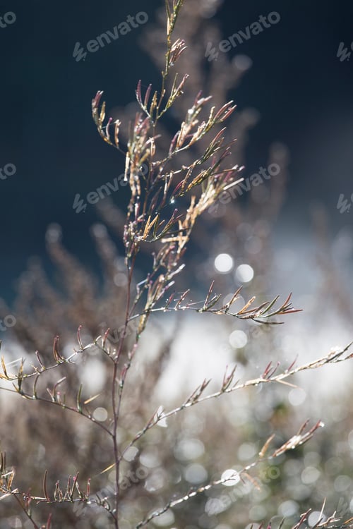 Preview: Frozen Vegetation Gredos Mountains In Avila Spain