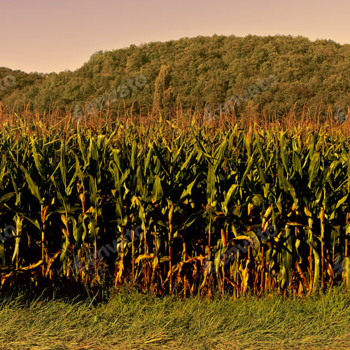 Preview: Plantation Of Corn In The French Limousen, Vintage Style Toned Picture