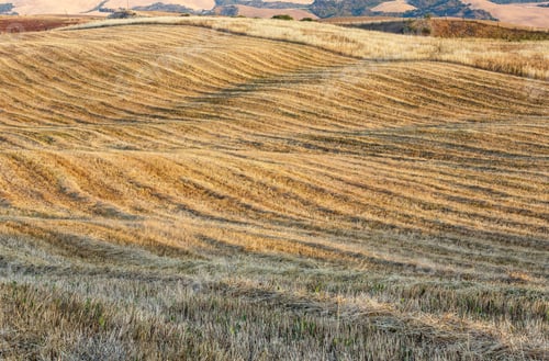 Preview: Curved Hilly Wheat Field In Summer Tuscany (Italy) In Morning Sunlight. Beautiful Agriculture