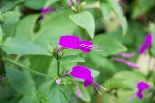 Preview: Dicliptera Undulata Acanthaceae Tenerife Spain