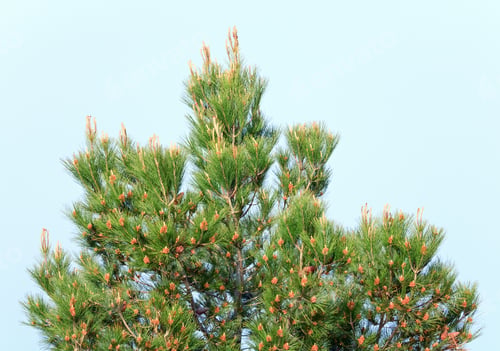 Preview: Pine Conifer Trees Top With Cones On Sky Background