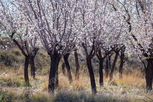 Preview: Almond Tree Flowers On Branch Blooming In Teruel Plantations Aragon Spain