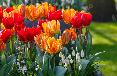 Preview: Beautiful Multicolored Tulips And White Flowers On Spring Flowerbed.