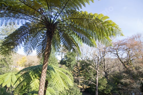Preview: Vegetation In Terra Nostra Park Furnas Sao Miguel Island Azores Portugal