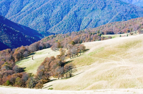 Preview: Autumn Mountains With A Stark Bare Trees On Forest Mountainside Edge (Carpathian, Ukraine).