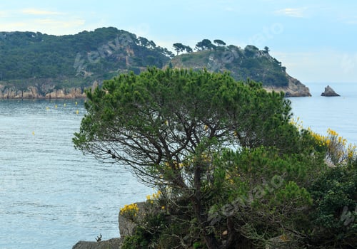 Preview: Summer Morning Sea Coast Landscape With Pine Tree In Front (Girona, Costa Brava, Spain).