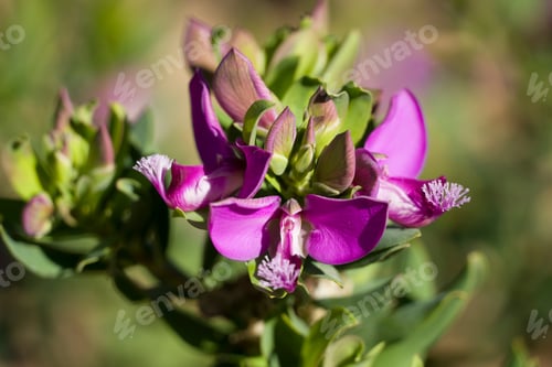 Preview: Polygala Or Milkwort Blooming In December Alicante Spain