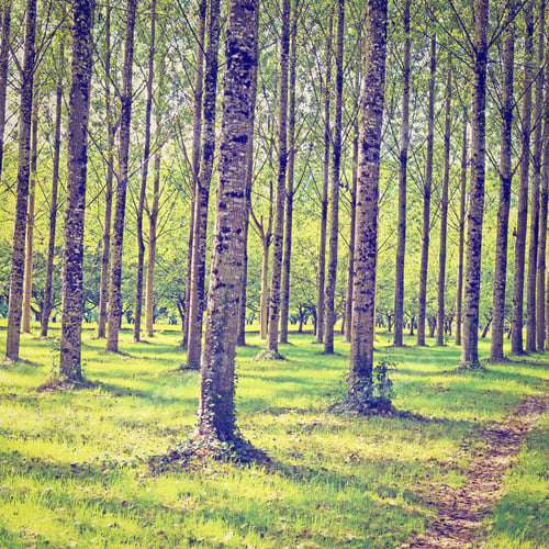 Preview: Dirt Road In Deciduous Forest In The French Alps, Retro Effect