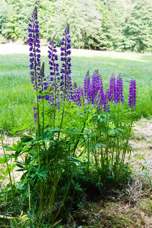 Preview: Purple Flowers On Edge Of Summer Meadow