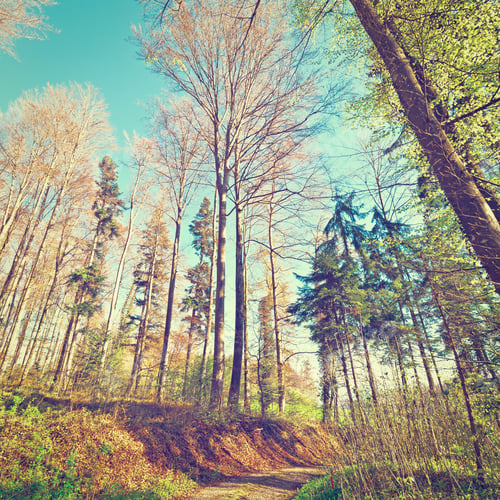 Preview: Dirt Road In The Forest, Swiss Alps, Instagram Effect