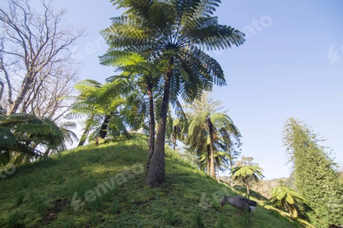 Preview: Vegetation In Terra Nostra Park Furnas Sao Miguel Island Azores Portugal