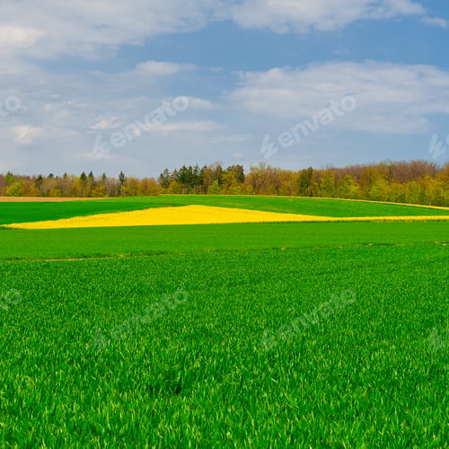 Preview: Alpine Pasture Framed By Forest In Switzerland