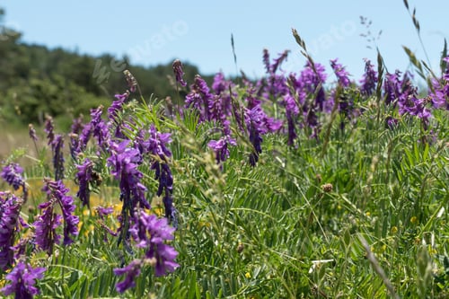 Preview: Blue Flower Vicia Cracca On A Green Background Of Meadow In The Mountains. Teruel Aragon Spain