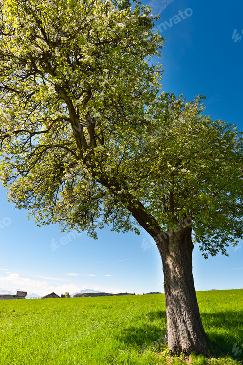 Preview: Solitary Flowering Tree Surrounded By Sloping Meadows, Switzerland