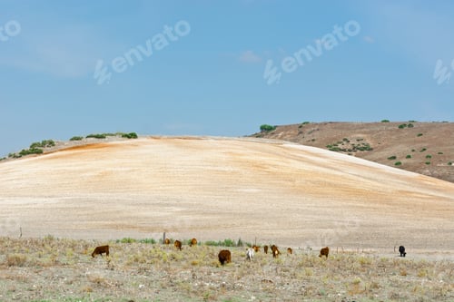 Preview: Pasture With Grazing Cows On The Background Of Plowed Fields In Spain