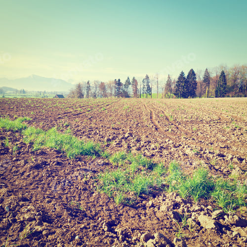 Preview: Plowed Fields Framed By Forest In Switzerland On The Background Of Snow-Capped Alps, Instagram