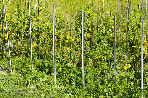 Preview: Vegetable Garden In Alpes-De-Haute-Provence Department In Southeastern France.