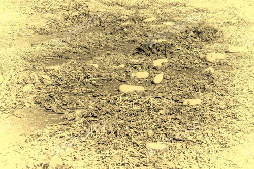 Preview: Field With Yellow Squash Ready To Be Harvested In Israel. Vintage Style Toned Picture