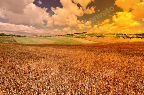 Preview: Wheat Fields On The Hills Of Sicily At Sunset