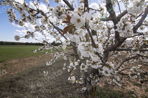 Preview: Cherry Blossom In Gudar Mountains Mosqueruela Teruel Aragon Spain