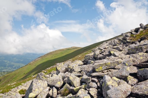 Preview: Pink Rhododendron Flowers And Large Stones On Summer Mountainside (Ukraine, Carpathian Mountains)