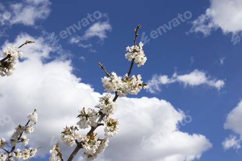 Preview: Cherry Blossom In Gudar Mountains Mosqueruela Teruel Aragon Spain