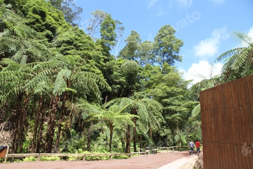 Visualização: Hot Springs And Vegetation In Caldeira Velha Park Sao Miguel Island Azores Portugal