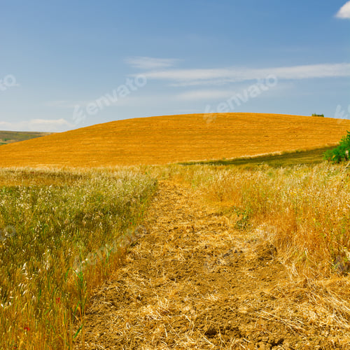 Preview: Wheat Fields On The Hills Of Sicily After Harvest