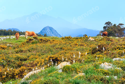 Preview: Cow Herd On Summer Blossoming Hill With Stones And Yellow Bushes.