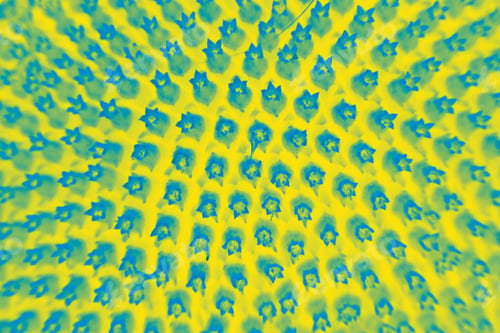 Preview: Abstract, Colorful And Funky Background Done In Macro Mode