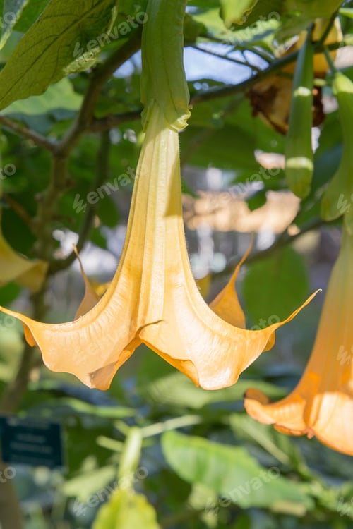 Preview: Vegetation In Terra Nostra Park Furnas Sao Miguel Island Azores Portugal. Brugmansia Aurea Yellow