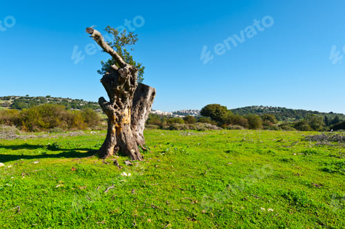 Preview: View Of The Druze Town From The Hills Of Galilee