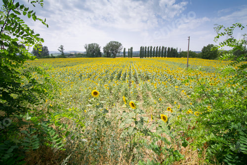 Preview: Sunflower Field In Buonconvento Tuscany Italy