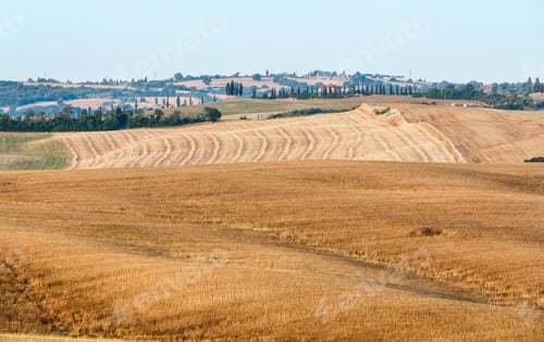 Preview: Beautiful Landscape Of Summer Morning Sunrise Countryside In Italy With Hills, Wheat Field, Olives