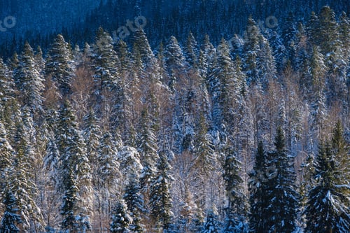 Preview: Winter Alpine Hills With Fir And Pine Forest View From Mountain Village. Picturesque Traveling