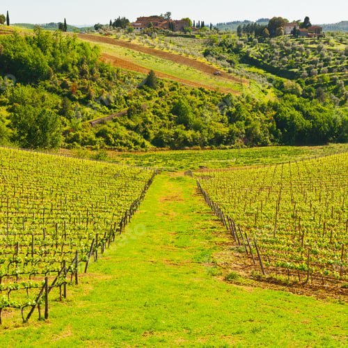 Preview: Hill Of Tuscany With Vineyard In The Chianti Region