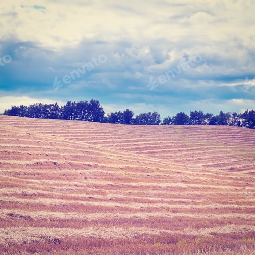 Preview: Wheat Field After Harvest In Bavaria, Instagram Effect