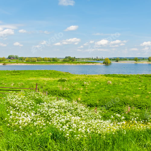 Preview: Pasture On The Banks Of The Rhine In Holland