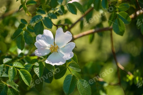 Preview: Wild Rose Flower Spring Landscape In Gudar Mountains Teruel Aragon Spain