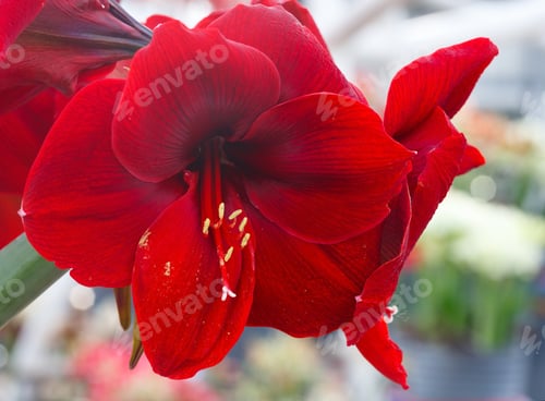 Preview: Beautiful Red Flowers Of Amaryllis (Macro) In Spring.