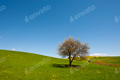 Preview: Flowering Tree And Farmhouse Surrounded By Sloping Meadows Of Tuscany
