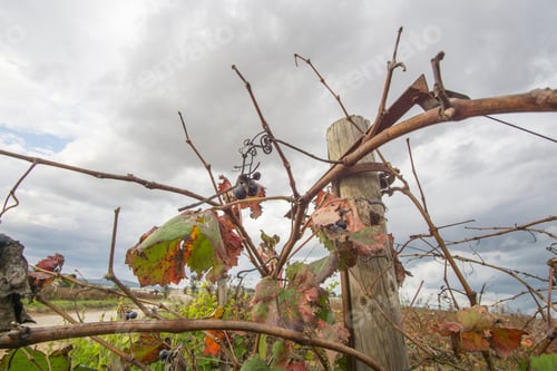 Preview: Autumn Vineyards And Cellars In Fontanars Dels Alforins And Moixent Valencia Province Spain