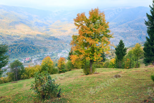 Preview: Autumn Trees On Carpathian Mountainside (And Village In River Valley Behind).