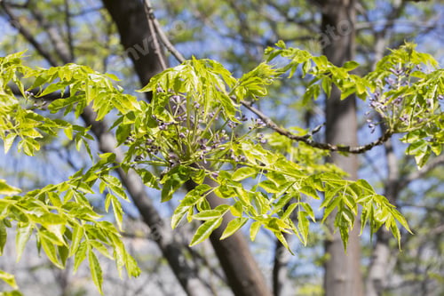 Preview: Spring Tree In Laguart Valley Alicante Spain